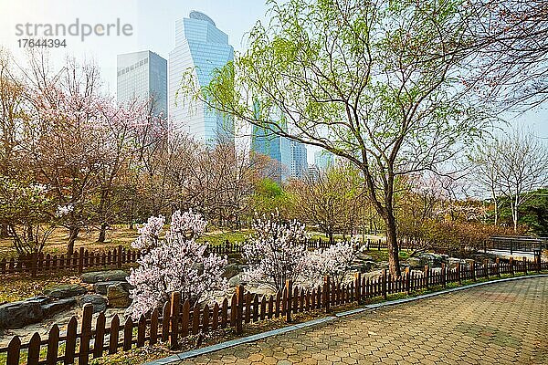 Blooming sakura blossoms flowers in Yeouido Park public park in Seoul  Korea