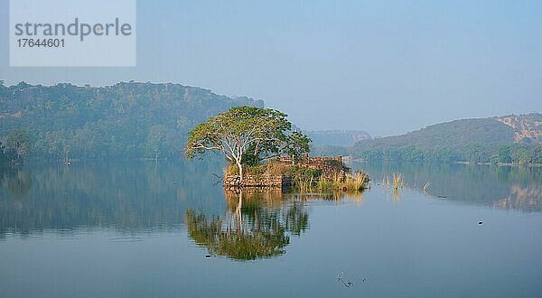 Gelassener Morgen am Padma Talao See. Krokodile schwimmen. Bäume und Ruinen spiegeln sich im Wasser. Ranthambore-Nationalpark  Rajasthan  Indien  Asien