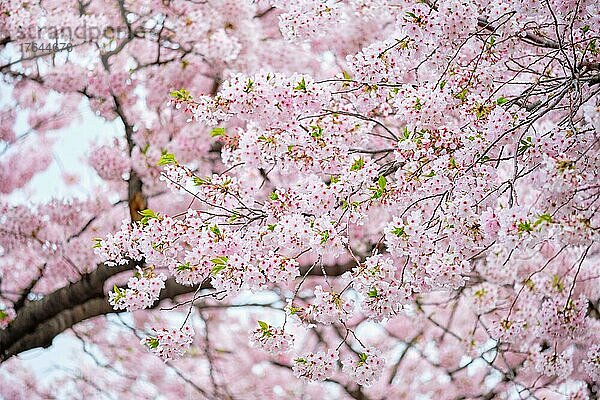 Blooming sakura cherry blossom background in spring  South Korea