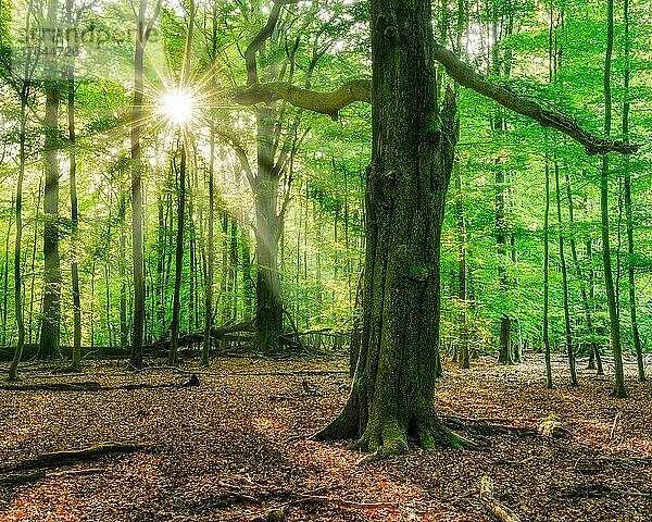 Lichtdurchfluteter unberührter Buchenwald mit viel Totholz am frühen Morgen  Sonne strahlt durch Nebel  Reinhardswald  Hessen  Deutschland  Europa