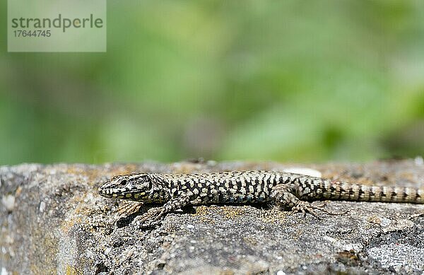 Mauereidechse (Podarcis muralis)  liegt auf Mauer in der Sonne und wärmt sich auf  Stolberg  Deutschland  Europa