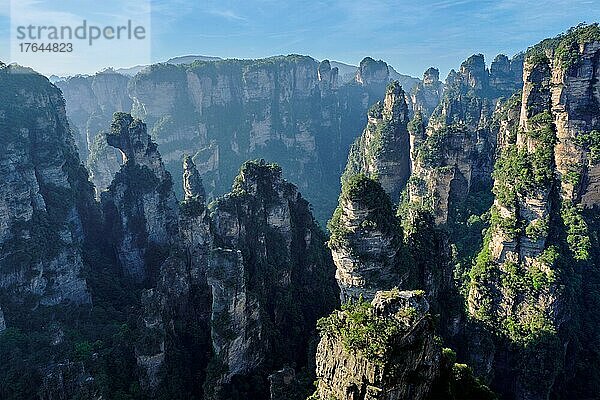 Famous tourist attraction of China  Zhangjiajie stone pillars cliff mountains on sunset at Wulingyuan  Hunan  China  Asien
