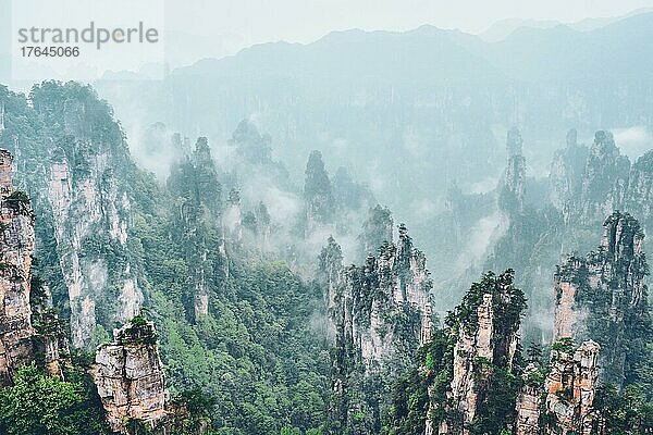 Famous tourist attraction of China  Zhangjiajie stone pillars cliff mountains in fog clouds at Wulingyuan  Hunan  China  Asien