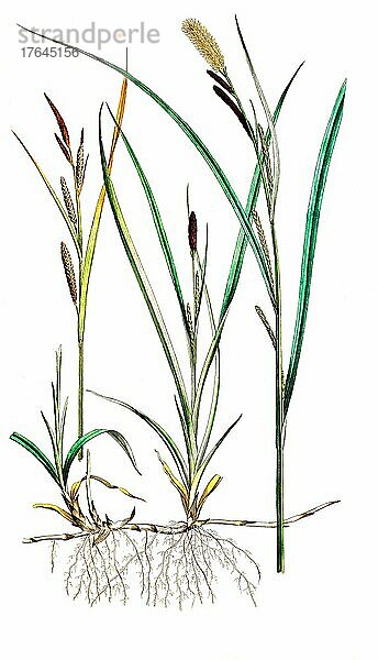 Schlank-Segge (Carex) acuta  auch Spitzsegge  digital restaurierte Reproduktion einer Originalvorlage aus dem 19. Jahrhundert  genaues Originaldatum nicht bekannt