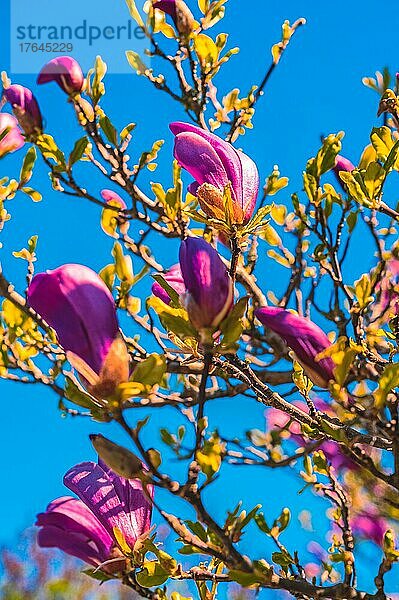 Magnolienbaum (Magnolia) beginnt im Frühling bei Sonnenschein und blauen Himmel zu blühen  Hannover  Niedersachsen  Deutschland  Europa