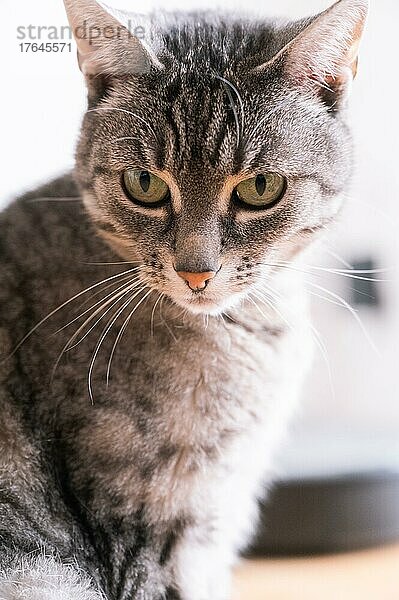 Portrait von einer Katze (europäische Kurzhaar Katze) mit grauem Fell und grünen Augen  Hannover  Niedersachsen  Deutschland  Europa