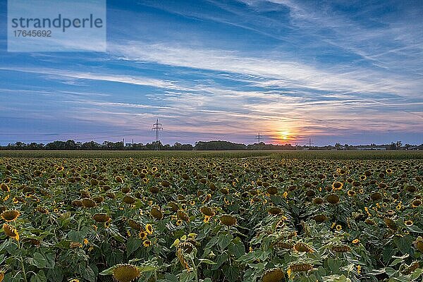 Sonnenblumenfeld mit untergehender Sonne an einem Spätsommerabend