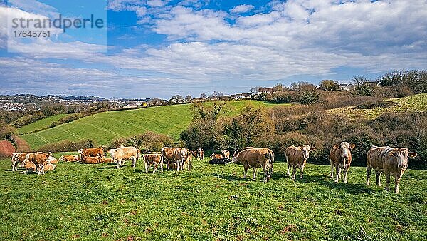 Cows on Devon Fields and Meadows from a drone  English Village  England  United Kingdom