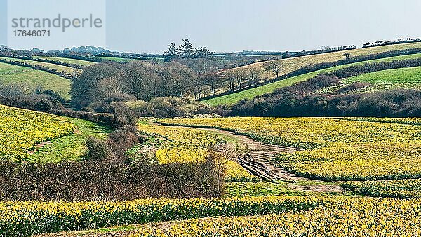 Daffodil farm in Cornwall from a drone  England  United Kingdom