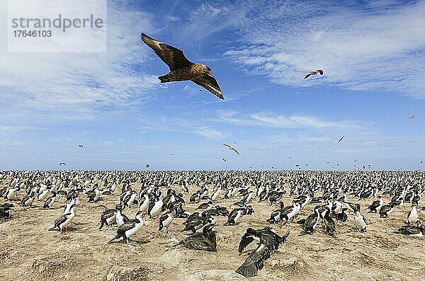 Große Raubmöwe oder Skua (Stercorarius skua fliegt über Kolonie mit Königskormoranen (Phalacrocorax albiventer)  Bleaker Island  Falklandinseln  Südamerika
