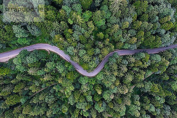 Kurvige Straße im Wald von oben ohne Fahrzeuge