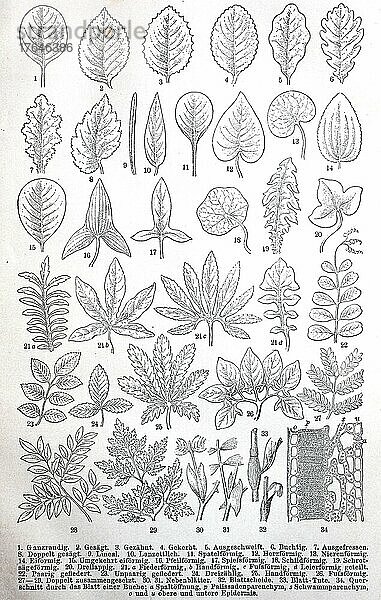 Historisches Bild verschiedener Arten von botanischen Blättern  digital restaurierte Reproduktion einer Originalvorlage aus dem 19. Jahrhundert