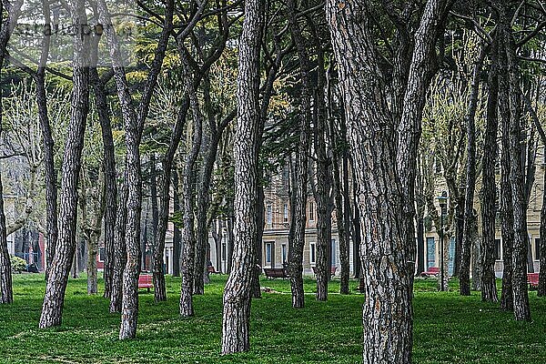 Biennale Park  Bäume  Venedig  Italien  Europa