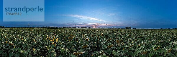 Panorama eines weiten Sonnenblumenfeldes mit untergehender Sonne am blauen Himmel