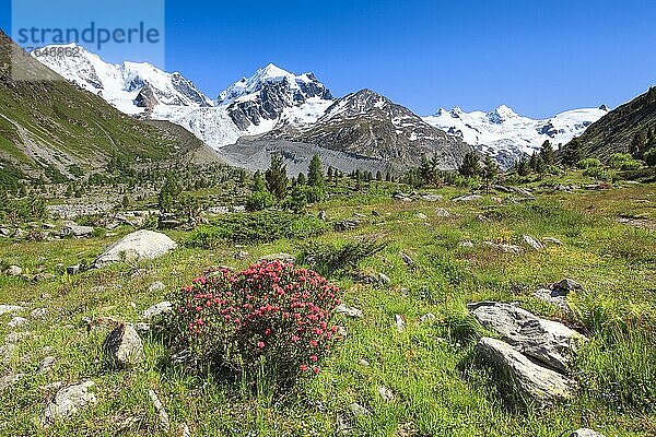 Zahleiche blühende Alpenrosen vor dem schneebedekten Piz Roseg im Oberengadiner Val Roseg  Kanton Graubünden  Schweiz  Europa