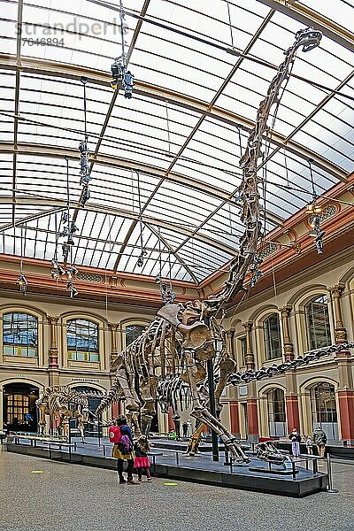 Halle mit Skelett des Brachiosaurier (Brachiosaurus brancai)  Naturkundemuseum  Museum für Naturkunde  Berlin  Deutschland  Europa