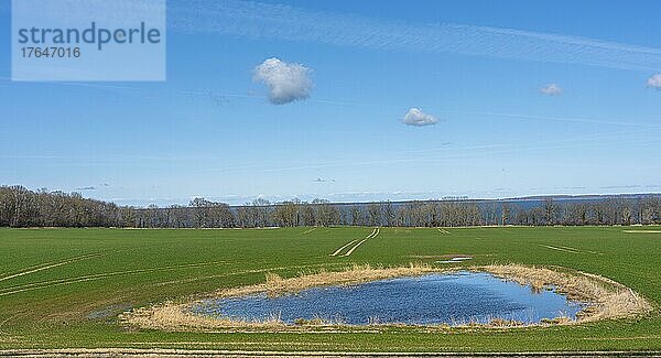 Kleiner Teich auf einem Feld  Ralswiek  Rügen  Mecklenburg-Vorpommern  Deutschland  Europa