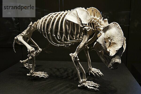 Skelett von Bao Bao aus dem Berliner Zoo  großer Panda (Ailuropoda melanoleuca)  Naturkundemuseum  Museum für Naturkunde  Berlin  Deutschland  Europa