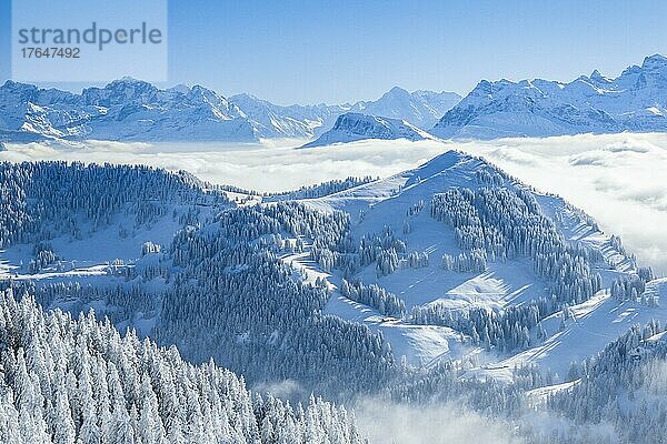 Aussicht von der Rigi mit Nebelmeer sowie frisch verschneiten Fichten und den Unrer Alpen  Kanton Schwyz  Schweiz  Europa