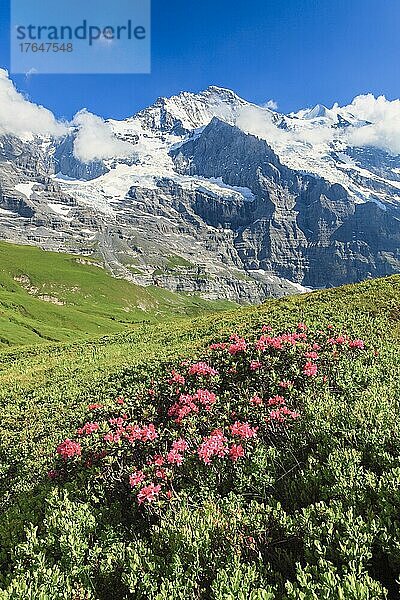 Jungfrau mit Alpenrosen  Berner Oberland  Schweiz  Europa