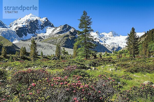 Zahleiche blühende Alpenrosen vor dem schneebedekten Piz Roseg im Oberengadiner Val Roseg  Kanton Graubünden  Schweiz  Europa