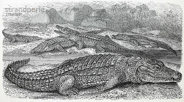 Nilkrokodil  Crocodylus niloticusnisches Krokodil  digital restaurierte Reproduktion einer Originalvorlage aus dem 19. Jahrhundert
