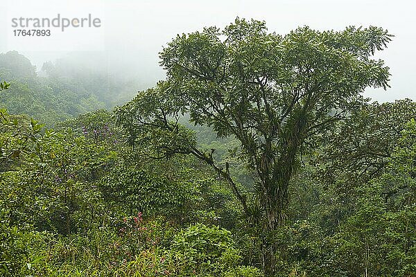 Baum mit Epiphyten im Nebelwald  Regenwald  Provinz Pichincha  Ecuador  Südamerika