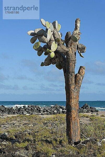 Kakteengewächs (Opuntia) (Cactaceae) echios  Küste  Meer  Insel Santa Cruz  Galapagos  Ecuador  Südamerika