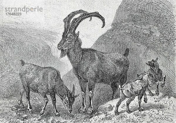 Bezoarziege (Capra) aegagrus. Bezoar ibex  digital restaurierte Reproduktion einer Originalvorlage aus dem 19. Jahrhundert