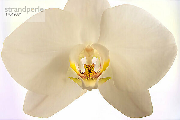 Studioaufnahme einer weißen Orchidee