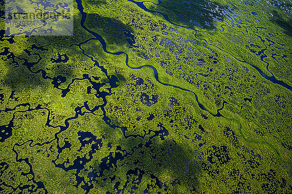 Luftaufnahme von grünen Feuchtgebieten und fließendem Wasser im Everglades-Nationalpark