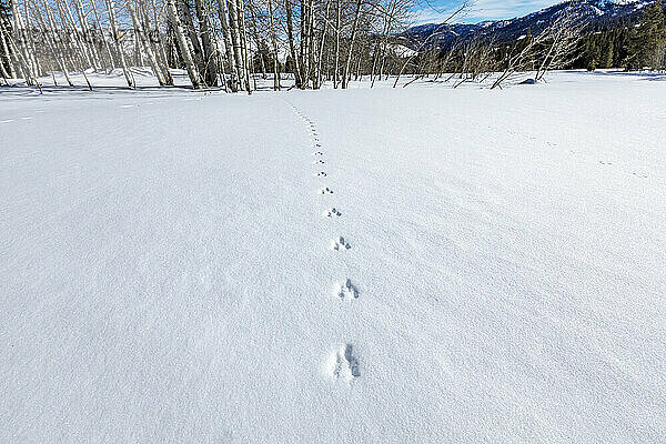 Tierspuren auf Neuschnee in der Nähe von Sun Valley Idaho an einem sonnigen Wintertag
