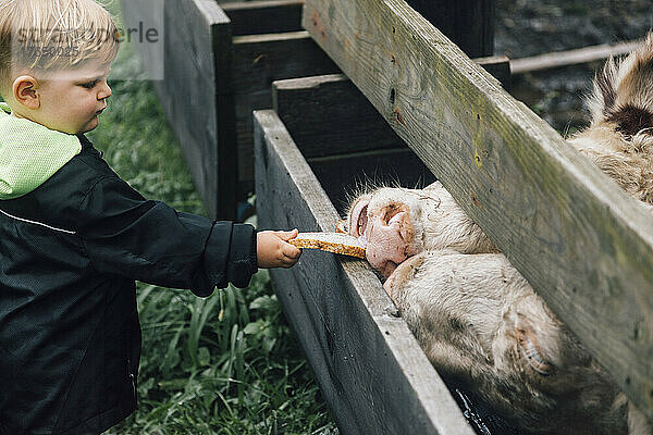 Boy feeding bread to cows through wooden fence in farm