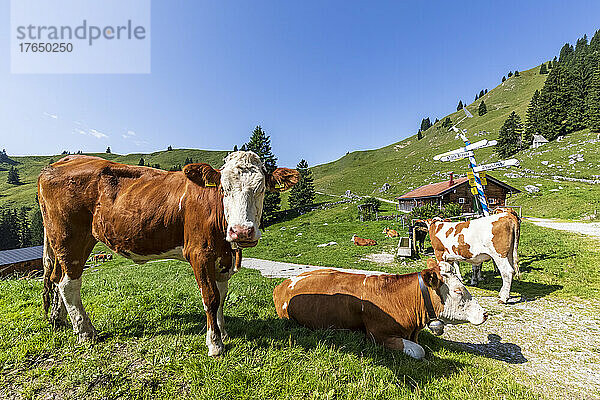 Deutschland  Bayern  Bad Wiessee  Kühe entspannen auf der Sommerweide