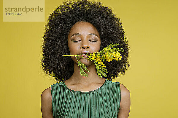 Junge Frau mit geschlossenen Augen hält Mimosenblüte im Mund vor gelbem Hintergrund