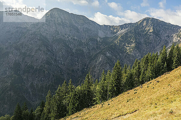 Bewaldeter Bergrücken im Karwendelgebirge