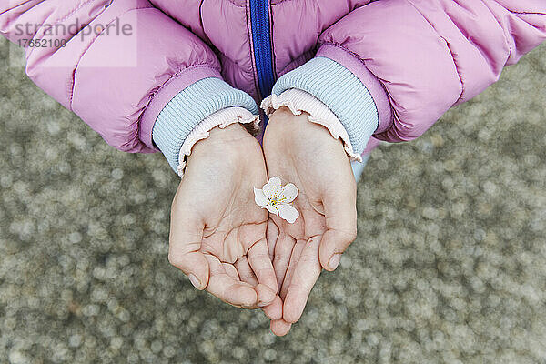 Gewölbte Hände eines Mädchens  das Kirschblüten hält