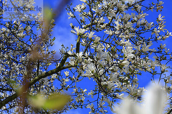 Weiß blühender Magnolienbaum im Frühling