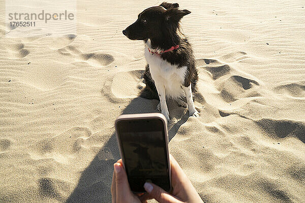 Junge Frau fotografiert Hund mit Smartphone im Sand sitzend