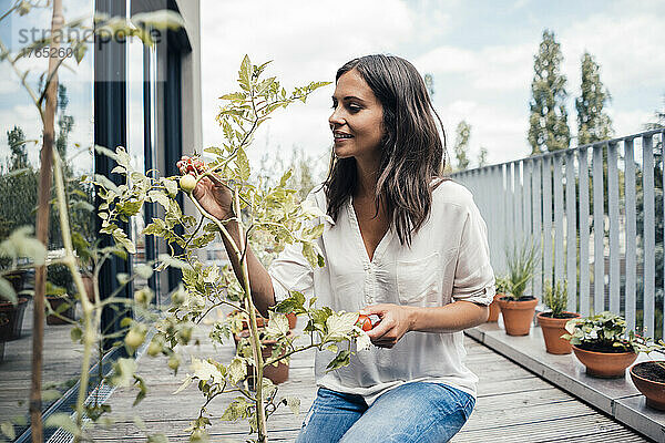 Lächelnde Frau berührt Tomatenpflanze auf dem Balkon