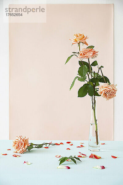 Rosen in Vase neben gefallenen Blütenblättern auf dem Tisch vor rosa Hintergrund
