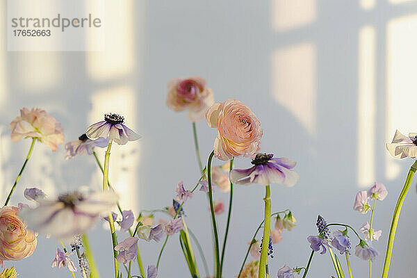 Mehrfarbige Blumen vor einer weißen Wand