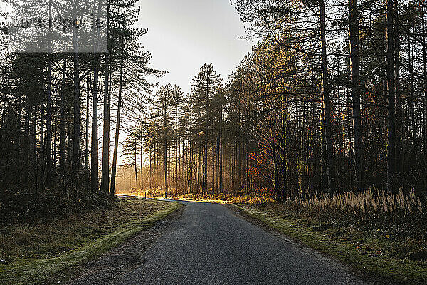 Großbritannien  Wales  Asphaltstraße  die bei Sonnenuntergang durch den Newborough Forest führt