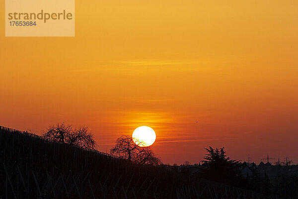 Roter  feuriger Sonnenaufgang über dem Weinberg