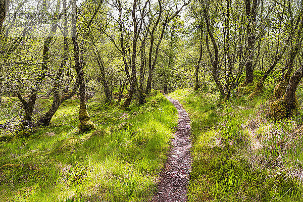 Fußweg inmitten von Bäumen im Wald