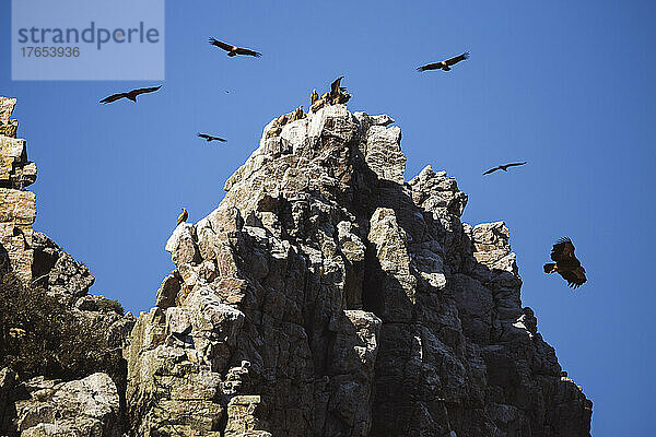 Geier fliegen über felsigen Gipfel im Monfrague-Nationalpark