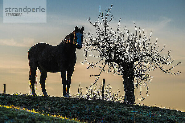 Silhouette eines Pferdes  das in der Abenddämmerung neben einem kahlen Baum steht