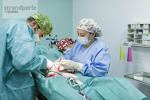 Chirurg mit medizinischem Personal  das in der Klinik eine Operation an einem Hund durchführt
