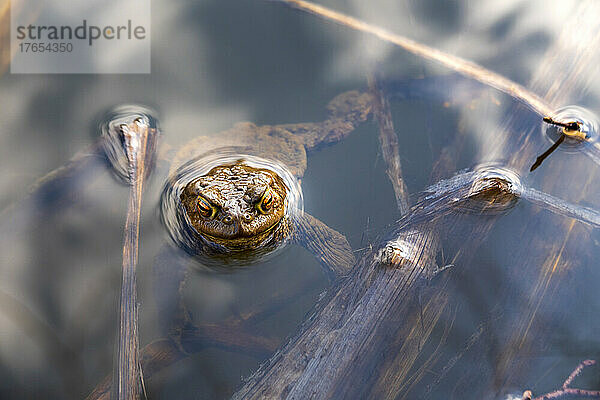 Toad peeking out of water