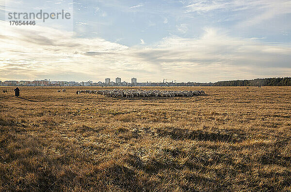 Schafherde auf einem landwirtschaftlichen Feld an einem sonnigen Tag